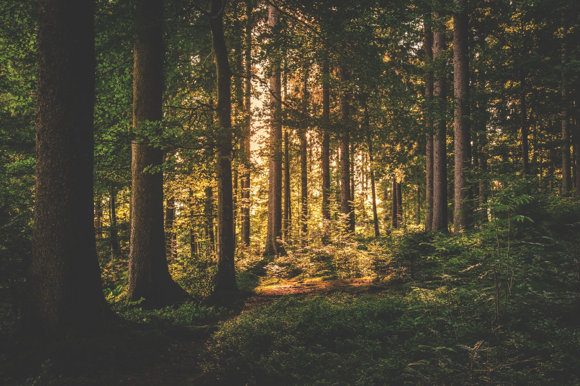 Light through a forest canopy