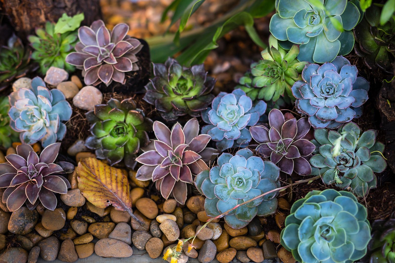 Succulent planting with river stones
