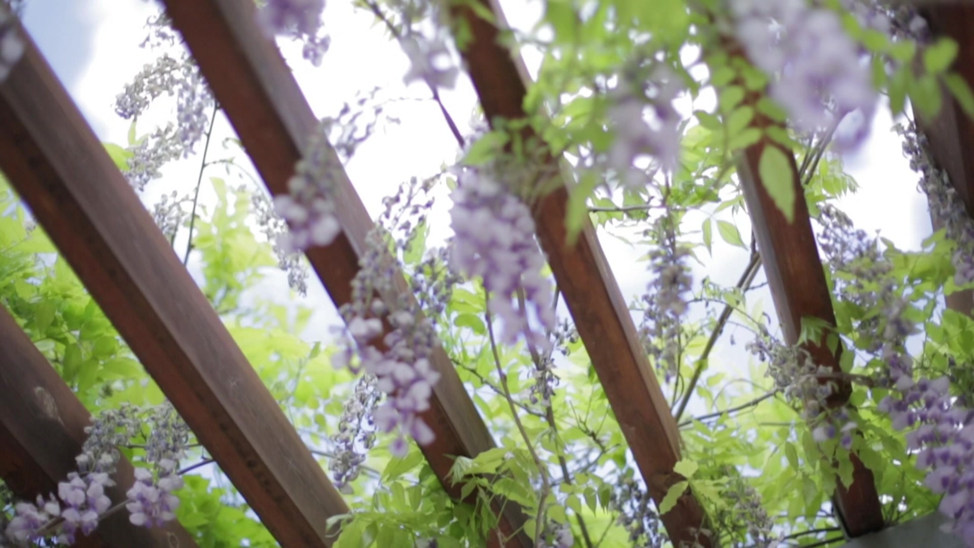 Wisteria hanging through a timber pergola